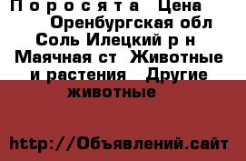 П о р о с я т а › Цена ­ 2 500 - Оренбургская обл., Соль-Илецкий р-н, Маячная ст. Животные и растения » Другие животные   